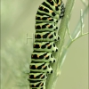 Papilio machaon-oruga