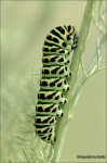 Papilio machaon-oruga