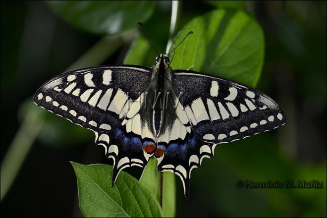 Papilio machaon-imago