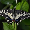 Papilio machaon-imago