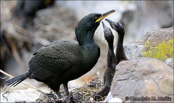 Cormoran-moñudo-Phalacrocorax aristotelis