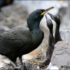 Cormoran-moñudo-Phalacrocorax aristotelis