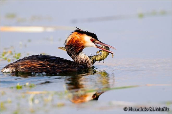 Somormujo lavanco-Podiceps cristatus