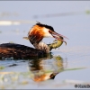 Somormujo lavanco-Podiceps cristatus
