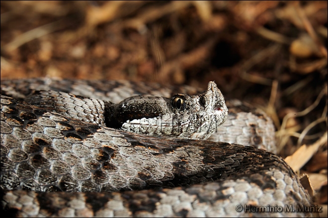 Viíbora hocicuda-Vipera latastei Viíbora hocicuda-Vipera latastei