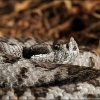 Viíbora hocicuda-Vipera latastei