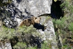 Oso pardo- Ursus arctos