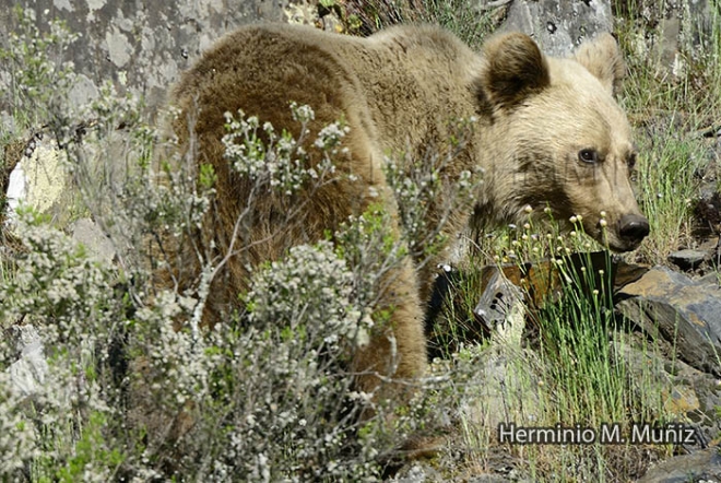 Oso pardo- Ursus arctos Oso pardo- Ursus arctos