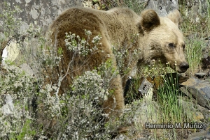 Oso pardo- Ursus arctos
