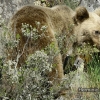 Oso pardo- Ursus arctos